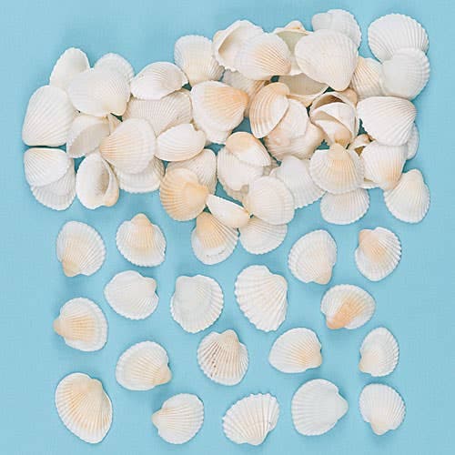 Craft Shells (Pack of 150) Shell Size Approx 1cm-2cm, Cream Colour,  Natural Craft Materials