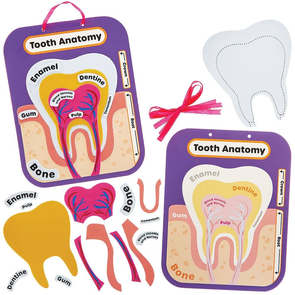 Human Tooth Anatomy Kits (Pack of 4)