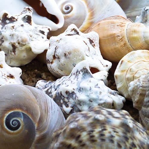 Large Shells (Per pack) Natural Craft Materials, Variety Of Shells Included, Size Approx. 4cm - 12cm