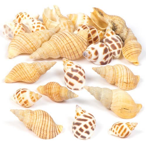 Mollusc Shells (Per pack) Natural Craft Materials